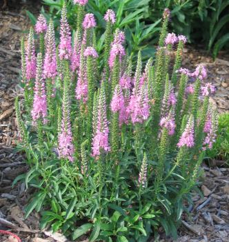 Veronica, Speedwell Giles Van Hees