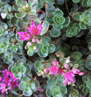 Phedimus, Creeping Sedum, Two-Row Stonecrop John Creech