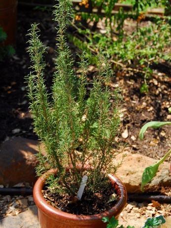 Salvia, Rosemary Tuscan Blue