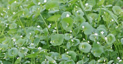 Claytonia Species, Spring Beauty, Miners Lettuce