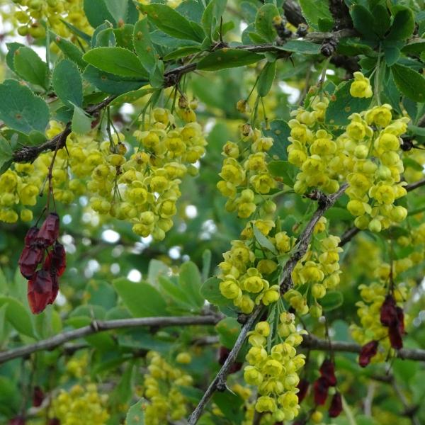 Berberis Species, Common Barberry, European barberry