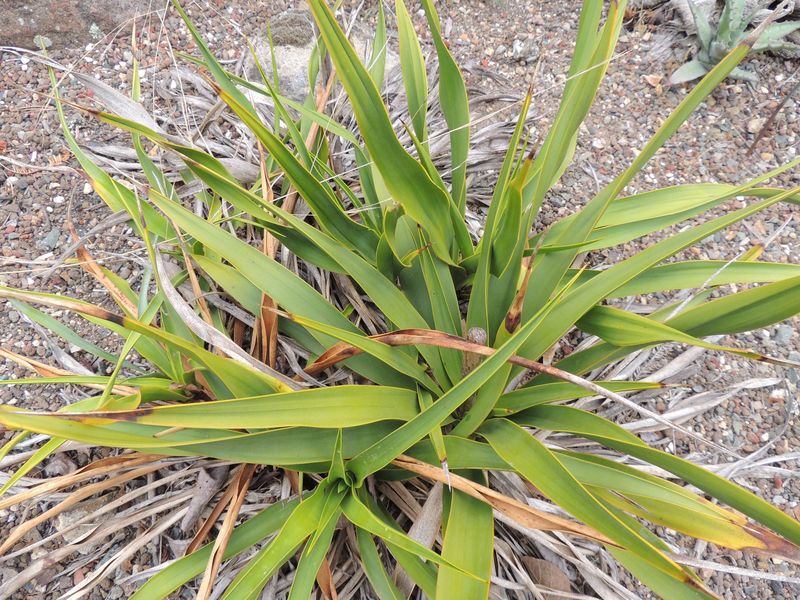 Yucca Species, Rock Yucca, Spanish-Dagger, Texas Yucca, Twisted-Leaf Yucca