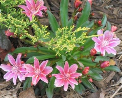 Lewisia, Cliff Maids, Truckee Bitter-root Little Plum