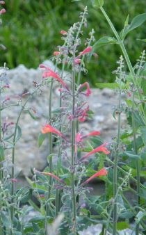 Agastache, Anise-Hyssop, Hummingbird Mint Coronado