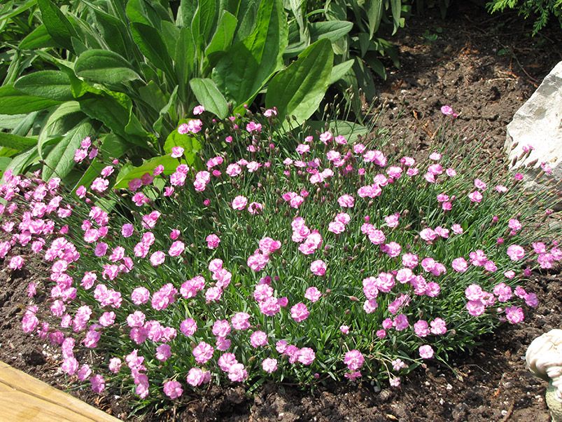 Dianthus, Cheddar Pinks Tiny Rubies