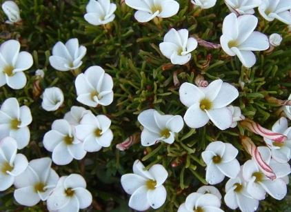 Oxalis Species, Candycane Sorrel, Shamrock, Wood Sorrel