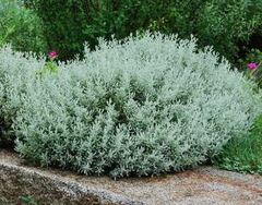 Santolina, Gray Santolina, Ground Cypress, Lavender Cotton 'Nana'