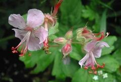 Geranium, Bigroot Geranium, Bulgarian Geranium, Rock Cranesbill 'Ingwersen's Variety'