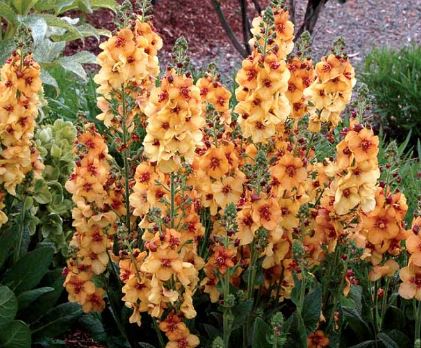 Verbascum, Hybrid Mullein, Ornamental Mullein Caribbean Crush