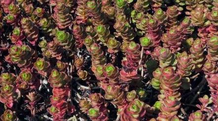 Phedimus, Creeping Sedum, Two-Row Stonecrop Voodoo