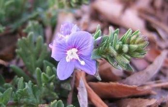 Veronica Species, Woolly Speedwell