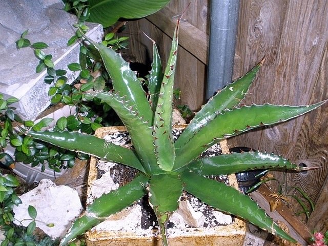 Agave, Hardy Century Plant, Maguey Jaws