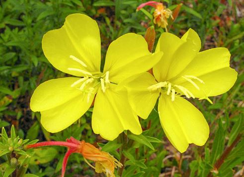 Oenothera Species, Hookers Evening Primrose, Evening Primrose