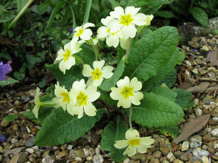 Primula Species, Common Primrose, English Primrose