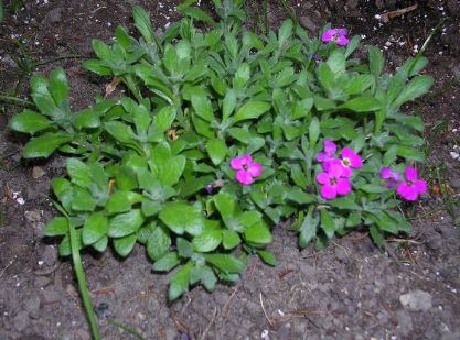 Aubrieta Species, Rock Cress