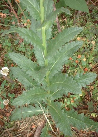 Species, Wild Verbascum, Moth Mullein