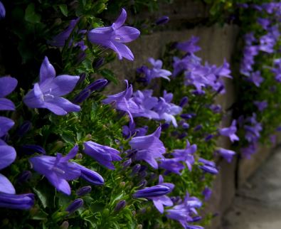 Campanula Species, Adria Bellflower, Dalmation Bellflower, Wall Bellflower