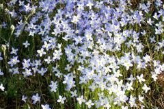 Houstonia Species, Azure Bluet, Mountain Bluets, Quaker Ladies