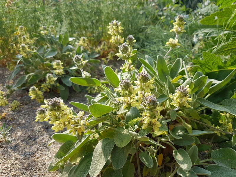 Stachys Species, Yellow-Flowered Lambs Ear