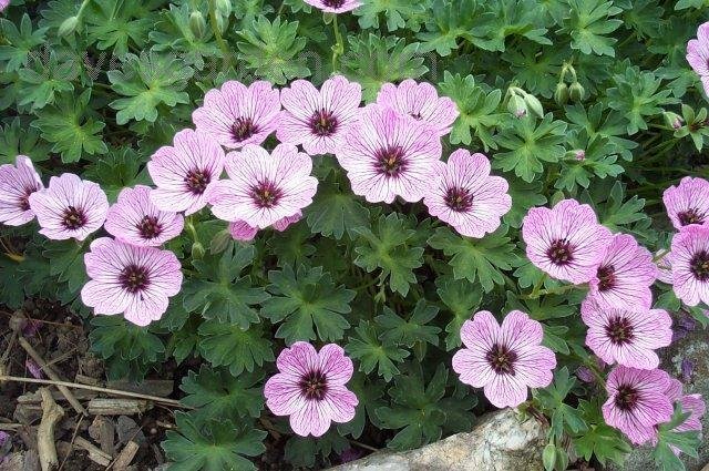 Geranium Species, Ashy Cranesbill, Grayleaf Geranium, Grayleaf Geranium