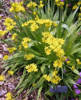 Allium Species, Golden Garlic, Lily Leek