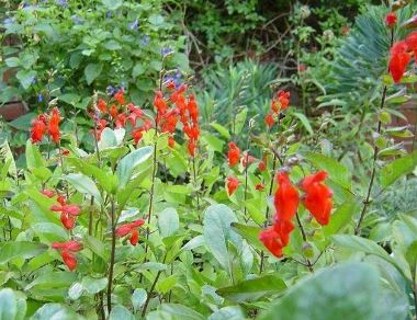 Salvia Species, Eyelash-Leaved Sage