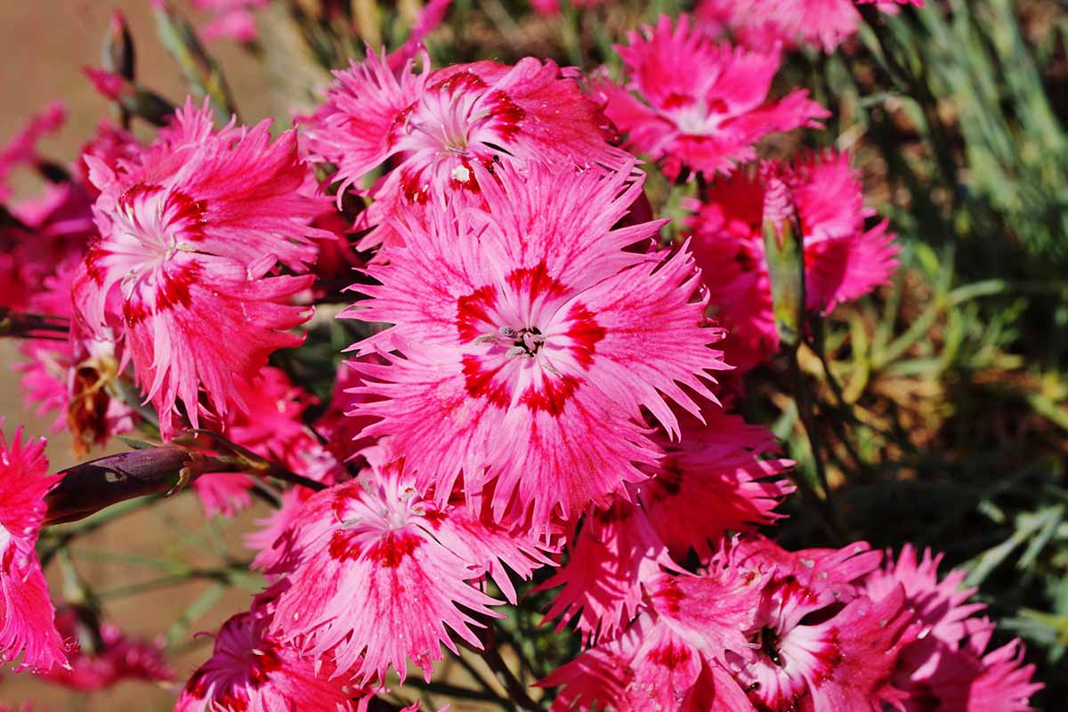 Dianthus Species, Cheddar Pink