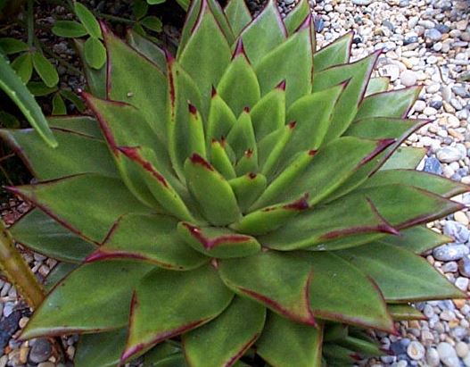 Echeveria Species, Red Edge Echeveria, Lipstick Echeveria