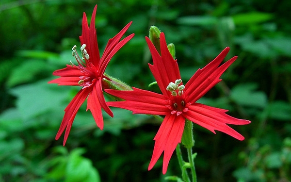 Silene Species, Fire Pink, Scarlet Catchfly