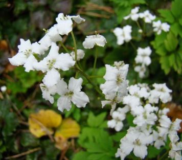 Cardamine Species, Three-Leaved Bittercress, Three Leaf Cardamine, Trifoliate Bittercress