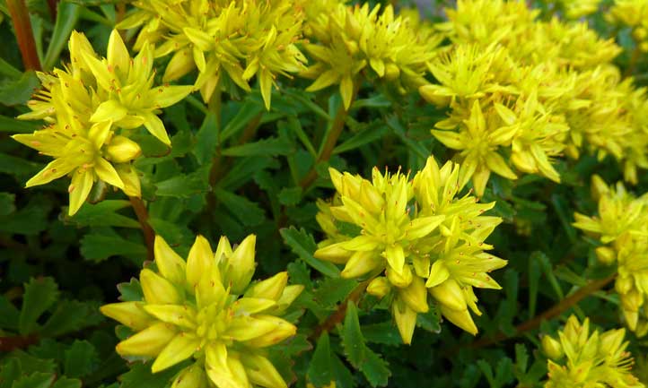 Sedum, Kamschatca Stonecrop, Russian Stonecrop Variegatum