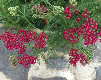 Achillea, Yarrow, Milfoil, Soldiers Woundwort, Staunchweed Cerise Queen