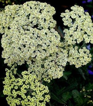 Achillea, Yarrow, Greek Yarrow Anthea