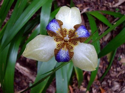 Neomarica, Giant Apostles Iris, Walking Iris Regina