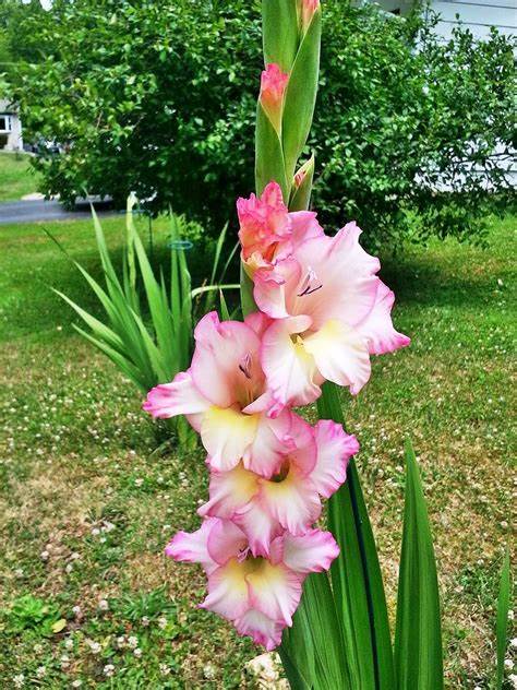 Gladiolus, Gladiola Mon Amour