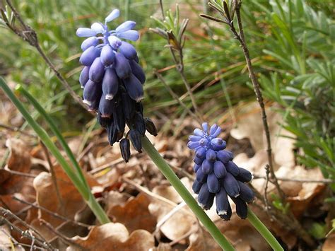 Muscari Species, Blue Bottle, Starch Hyacinth, Southern Grape Hyacinth