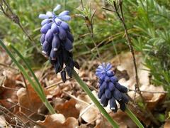 Muscari Species, Blue Bottle, Starch Hyacinth, Southern Grape Hyacinth