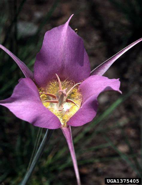 Calochortus Species, Bigpod Mariposa, Sagebrush Mariposa Lily