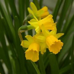 Jonquilla Narcissus, Apodanthus Daffodil