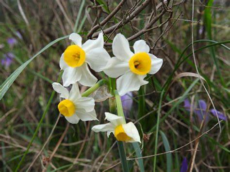 Narcissus Species, Bunch-Flowered Daffodil, Cream Narcissus, Paperwhites