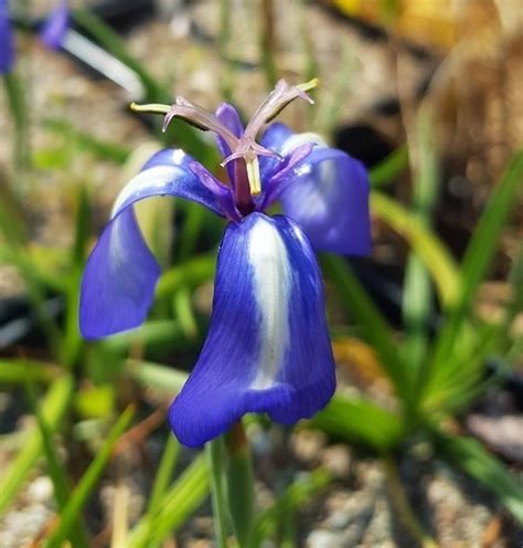 Herberts Iris, Prairie Nymph