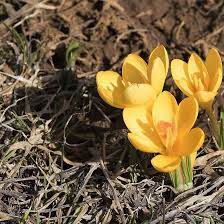 Species Crocus, Snow Crocus, Golden Crocus