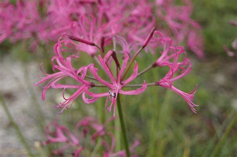 Nerine Species, Cape Flower, Masons Nerine
