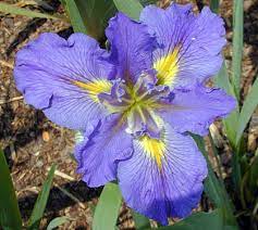 Louisiana Iris Sinfonietta