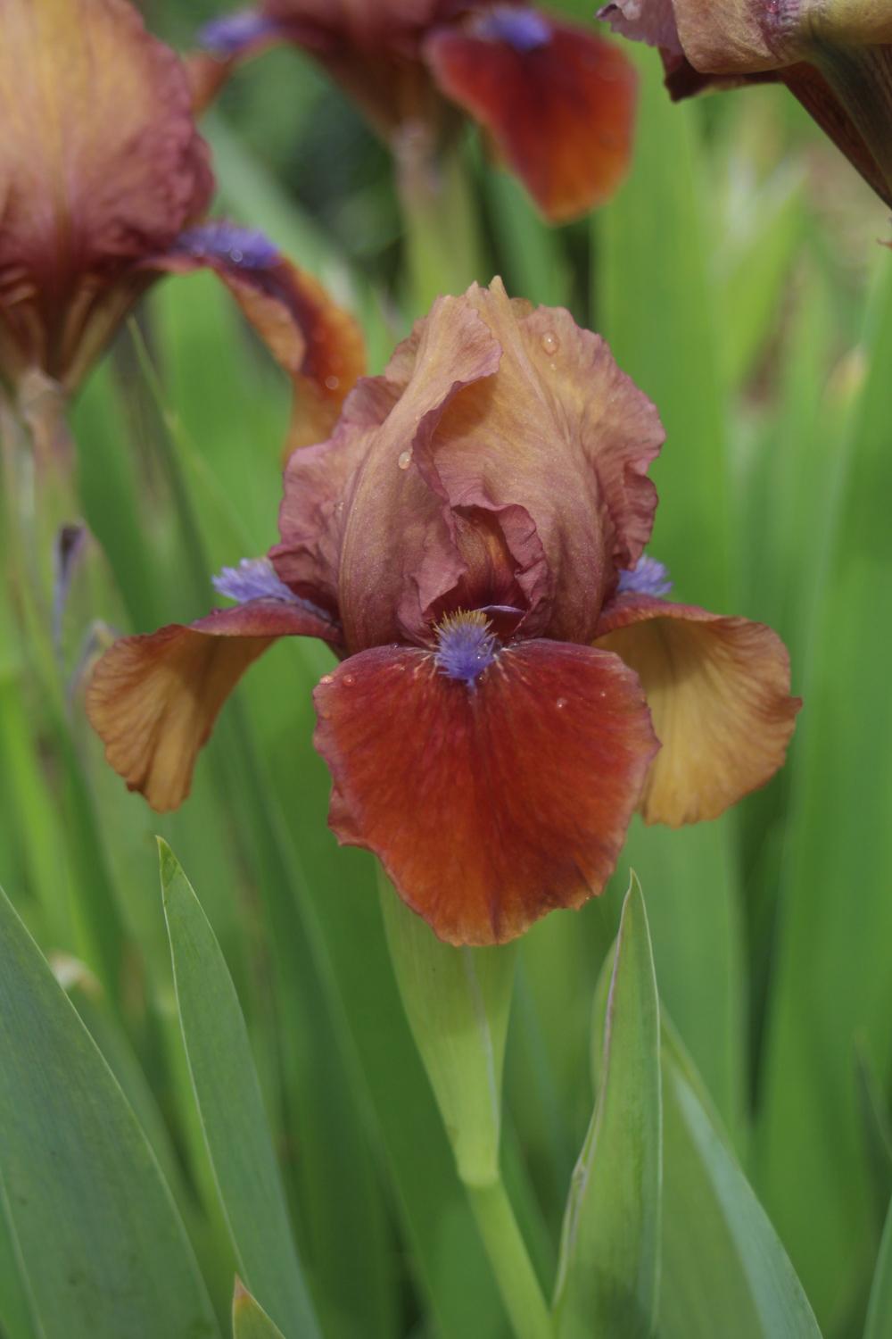 Standard Dwarf Bearded Iris Tantara