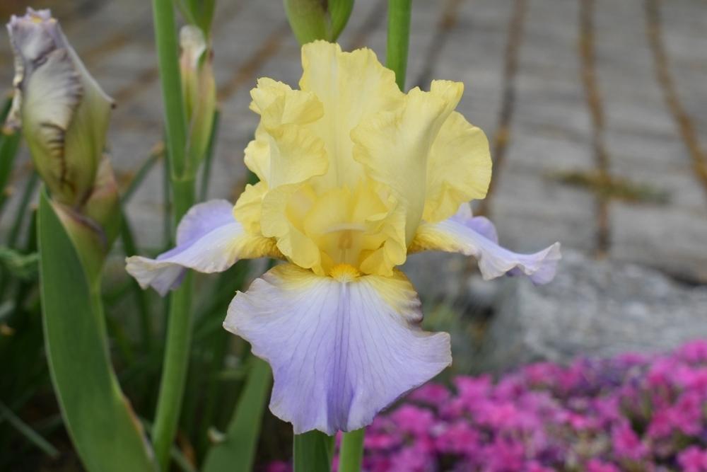 Tall Bearded Iris Betty Simon