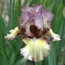 Tall Bearded Iris Happy New Year