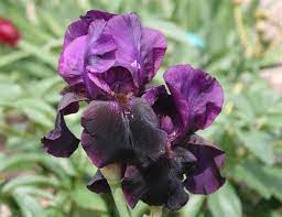 Tall Bearded Iris Sable Night