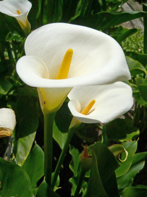 Zantedeschia, Calla Lily Cameo