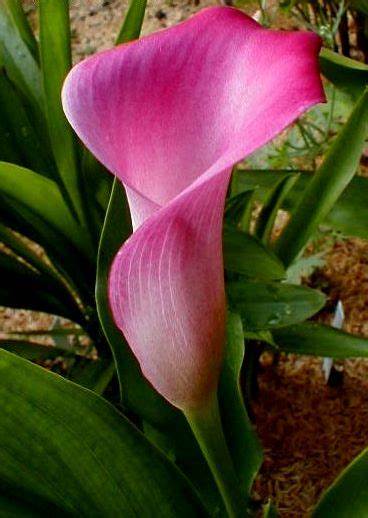 Zantedeschia Species, Pink Arum Lily, Pink Calla Lily